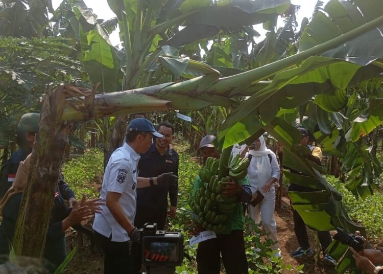 Memanen Pisang Barangan Jumbo Merah di Taman Tanah Sareal