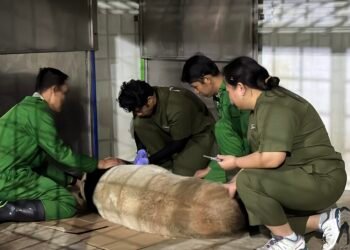Taman Safari Indonesia Jalankan Inseminasi Panda Raksasa, Momen Bersejarah Konservasi Satwa 