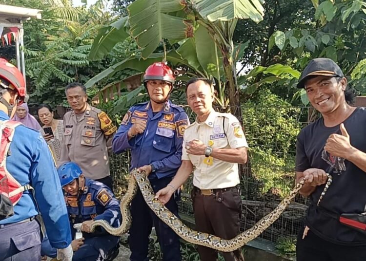 Warga Cibinong Dikagetkan Ular Sanca 4 Meter Saat Tengah Memasak