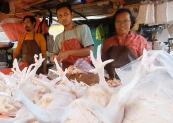 Pakan Mahal, Harga Ayam Potong Sentuh Rp40 Ribu Perkilo