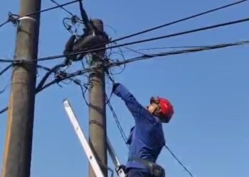 Seekor Lutung Jawa Tersangkut di Kabel Listrik Parungpanjang