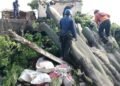 Remaja di Citeureup Kesurupan Usai Pohon Kapuk Besar Tumbang