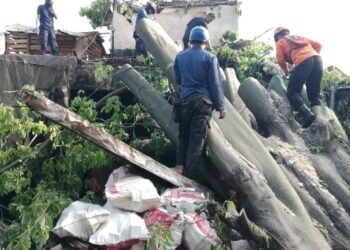 Remaja di Citeureup Kesurupan Usai Pohon Kapuk Besar Tumbang