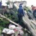 Remaja di Citeureup Kesurupan Usai Pohon Kapuk Besar Tumbang