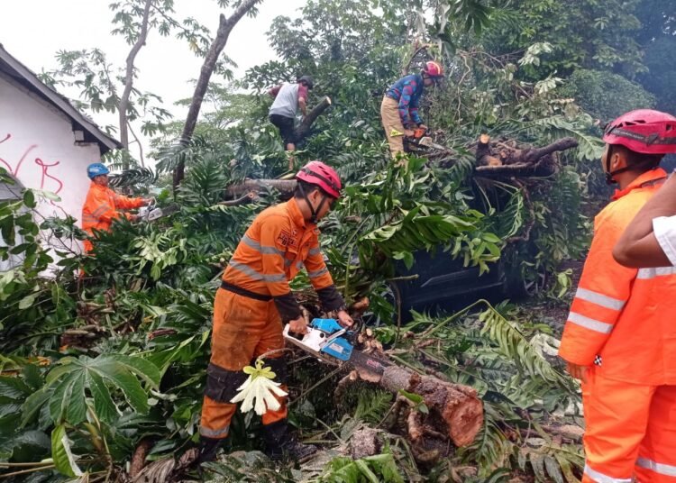 Cuaca Ekstrem, Pohon Kicopong Tumbang Timpa Mobil di Kota Bogor
