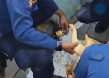 Heroik, Damkar Selamatkan Kucing Tercebur Sumur di Dramaga