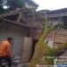 Rumah di Cigudeg Ambruk Usai Tertimpa Pohon, 3 Warga Mengungsi
