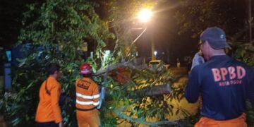 2 Pohon Besar Tumbang di Jalan Tirto Adhi Soerjo Kota Bogor