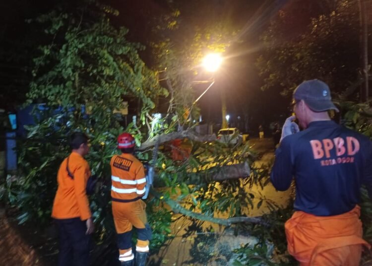 2 Pohon Besar Tumbang di Jalan Tirto Adhi Soerjo Kota Bogor 