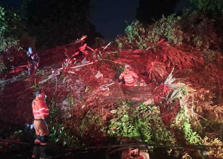 Pohon Bunut Tumbang, Jalan Kapten Muslihat Bogor Sempat Ditutup 