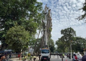 Berpotensi Membahayakan, Pohon Karet Kebo di Depan Balai Kota Bogor Ditebang