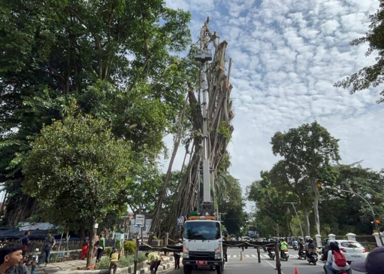 Berpotensi Membahayakan, Pohon Karet Kebo di Depan Balai Kota Bogor Ditebang