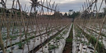 Di Balik Lurusnya Ajir Bambu, Harapan Petani Pare Tumbuh Meski Lelah Kerap Menabuh
