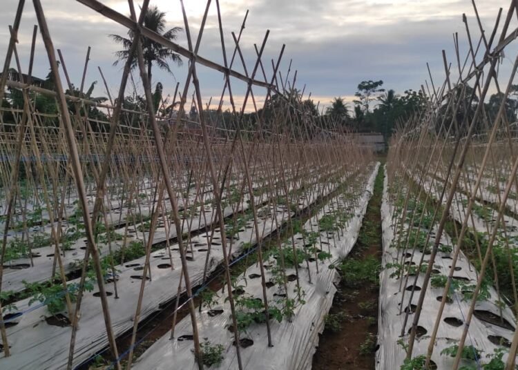 Di Balik Lurusnya Ajir Bambu, Harapan Petani Pare Tumbuh Meski Lelah Kerap Menabuh