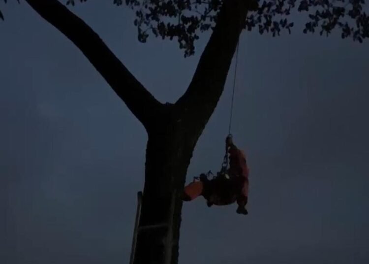 Saat Damkar Bogor Evakuasi Drone Nyangkut di Pohon 