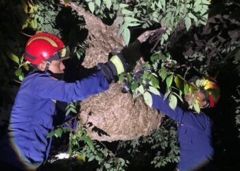 Sarang Tawon Vespa Raksasa di Cibinong Dievakuasi Damkar 