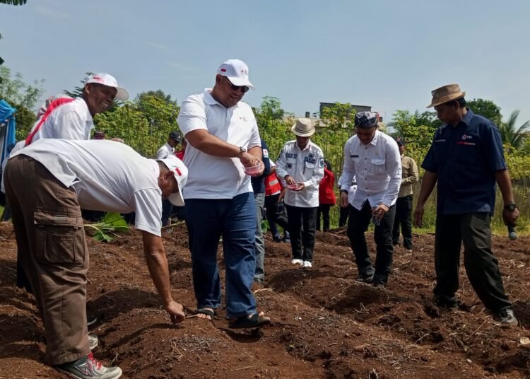 PMI-Pemcam Tajurhalang Kembangkan Pertanian Demi Ketahanan Pangan 