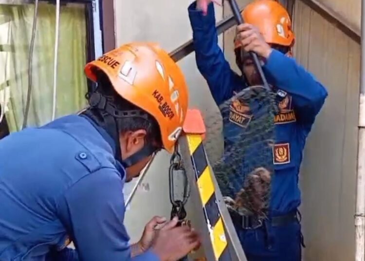 Sigap, Damkar Evakuasi Bangkai Ayam di Sumur Warga Sukaraja