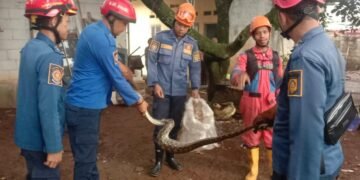 Lagi Asyik Makan Ayam, Sanca Batik Dievakuasi Damkar