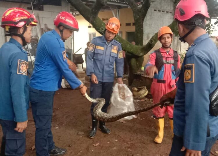 Lagi Asyik Makan Ayam, Sanca Batik Dievakuasi Damkar