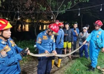 1.648 Reptil dan Kejadian Unik Ditangani Damkar Sepanjang Januari-November 