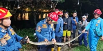 1.648 Reptil dan Kejadian Unik Ditangani Damkar Sepanjang Januari-NovemberÂ