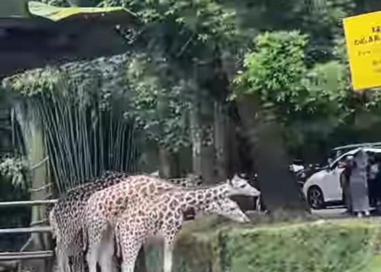 TSI Bogor Investigasi Pengunjung yang Nekat Turun dari Mobil Saat Safari Journey