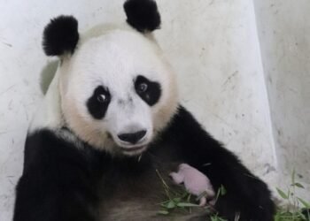 TSI Berbahagia, Bayi Panda ‘Rio’ Tegaskan Perannya Sebagai Lembaga Konservasi yang Kredibel