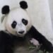 TSI Berbahagia, Bayi Panda ‘Rio’ Tegaskan Perannya Sebagai Lembaga Konservasi yang Kredibel