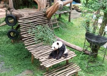 Kelahiran Bayi Panda Perdana di TSI Bogor Perkuat Diplomasi Indonesia-China