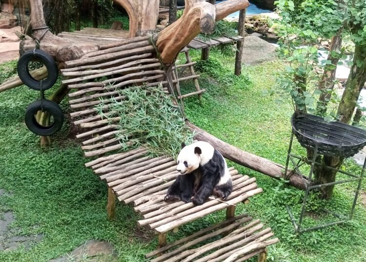 Kelahiran Bayi Panda Perdana di TSI Bogor Perkuat Diplomasi Indonesia-China