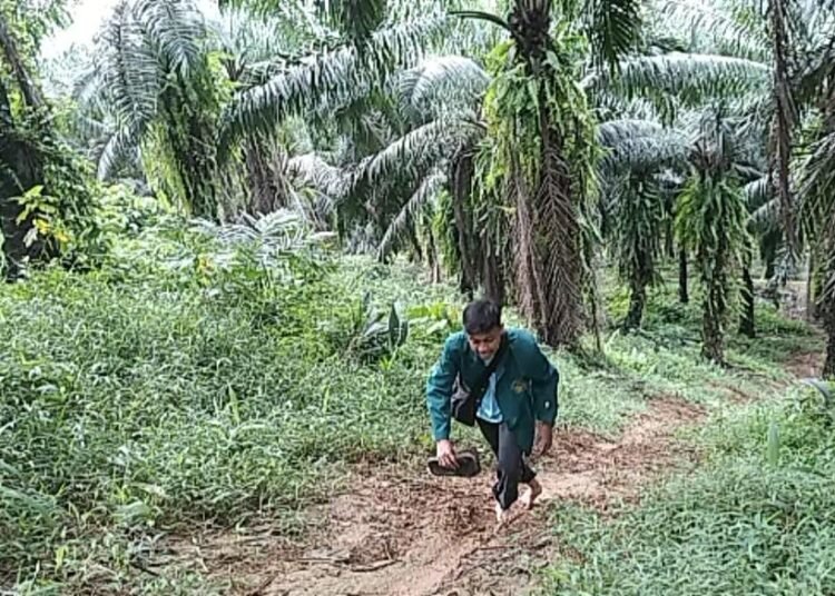 Pemkab Bogor Ngaku Tak Akan Buka Lahan Baru untuk Pohon Sawit