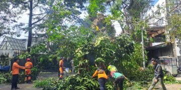 Pohon Bungur Setinggi 10 Meter Tumbang, Sempat Tutup Jalan di Tegallega