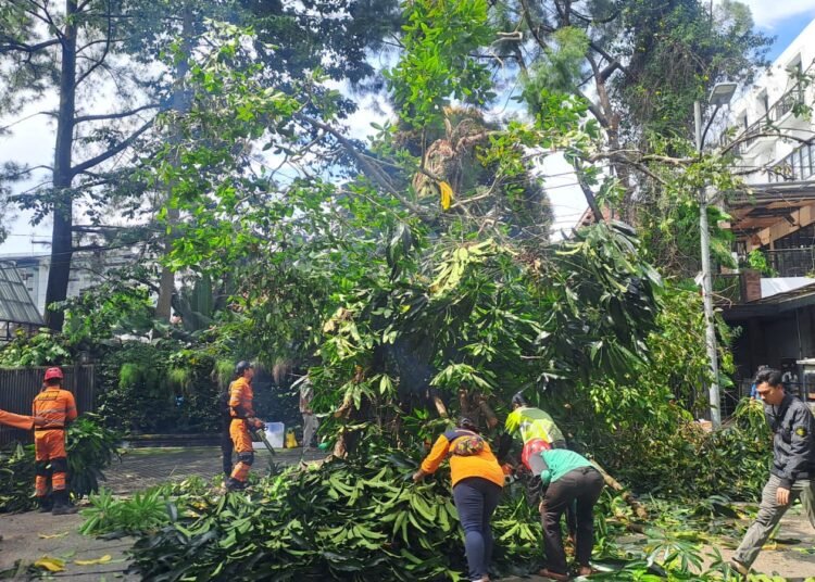 Pohon Bungur Setinggi 10 Meter Tumbang, Sempat Tutup Jalan di Tegallega