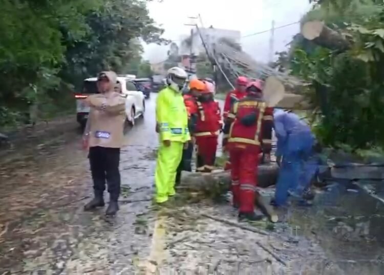 Pohon Tumbang Jalur Puncak Ciloto Cianjur Sempat Tertutup