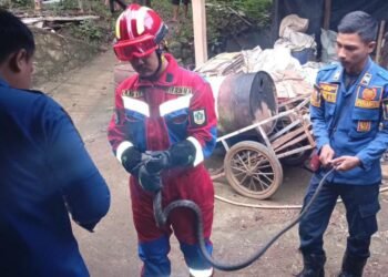 Ular King Cobra 2 Meter Masuk ke Rumah Warga Cariu : Bukan yang Pertama