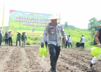 Polres Sukabumi Tanam Jagung di Palabuhanratu, Perkuat Ketahanan Pangan Daerah