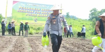 Polres Sukabumi Tanam Jagung di Palabuhanratu, Perkuat Ketahanan Pangan Daerah