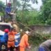 Pohon Tumbang Timpa Truk di Sindangrasa, BPBD Evakuasi 