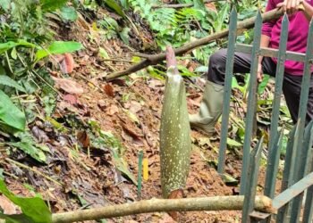 Bunga Bangkai Raksasa Amorphophallus Titanum Segera Mekar di Kebun Raya Bogor