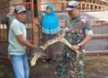 Ular Piton Masuk Kandang Ayam Warga di Campaka Cianjur, Satu Ekor Ayam Hilang