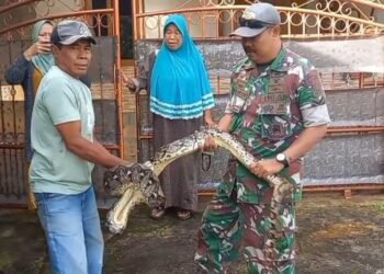 Ular Piton Masuk Kandang Ayam Warga di Campaka Cianjur, Satu Ekor Ayam Hilang