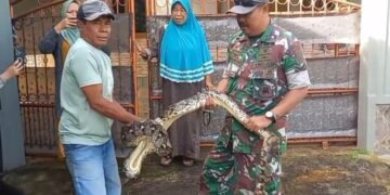 Ular Piton Masuk Kandang Ayam Warga di Campaka Cianjur, Satu Ekor Ayam Hilang