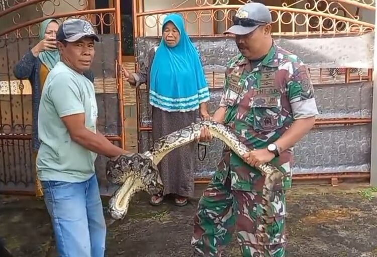 Ular Piton Masuk Kandang Ayam Warga di Campaka Cianjur, Satu Ekor Ayam Hilang