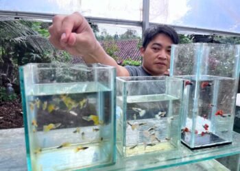 Berawal dari Iseng, Ilham Sukses Kembangkan NAO² Guppy Farm di Bogor