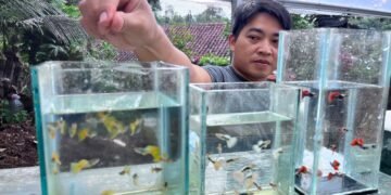Berawal dari Iseng, Ilham Sukses Kembangkan NAO² Guppy Farm di Bogor