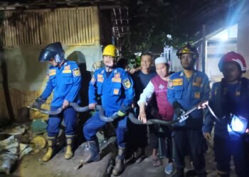 King Kobra 4 Meter Masuk ke Pekarangan Rumah Warga Ciseeng, Damkar Evakuasi