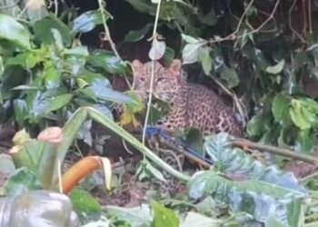 Macan Tutul Ditemukan di Pemukiman Gunung Mas, TSI Bogor dan BKSDA Evakuasi