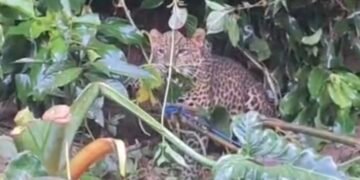 Macan Tutul Ditemukan di Pemukiman Gunung Mas, TSI Bogor dan BKSDA Evakuasi