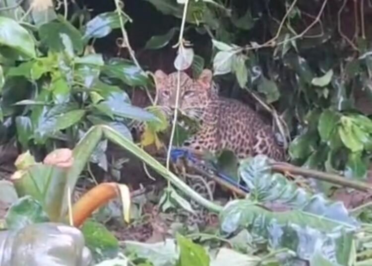 Macan Tutul Ditemukan di Pemukiman Gunung Mas, TSI Bogor dan BKSDA Evakuasi
